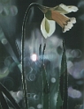 002 Matinale